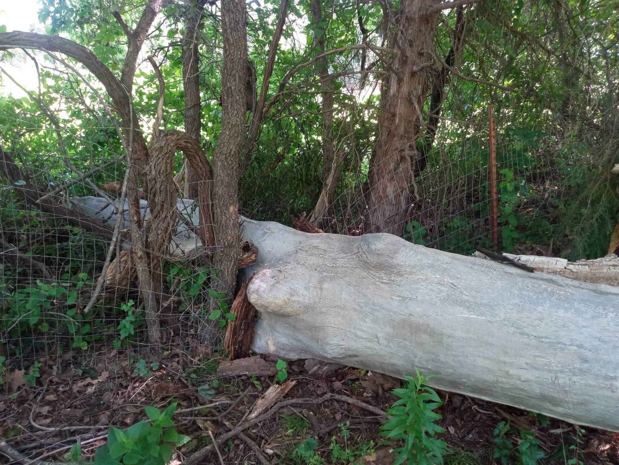 Overgrown fence line before clearing